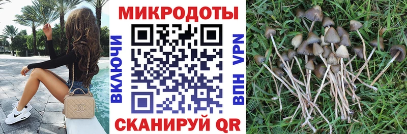 Псилоцибиновые грибы Psilocybine cubensis  Белгород 